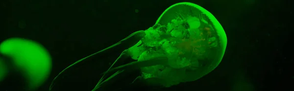 Selective focus of jellyfishes in green neon light on black background, panoramic shot — Stock Photo