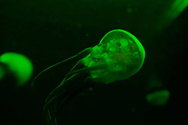 Enfoque selectivo de medusas en luz de neón verde sobre fondo negro - foto de stock