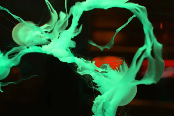 Meduse con tentacoli in luce verde al neon su fondo nero — Foto stock