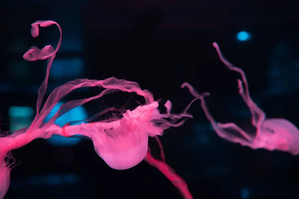 Jellyfishes with tentacles and pink neon light on black background — Stock Photo