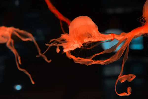 Jellyfishes with tentacles and red neon light on black background — Stock Photo