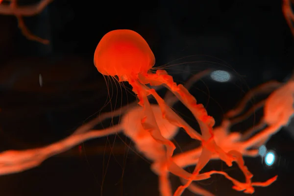 Meduse con luce rossa al neon su sfondo nero — Foto stock