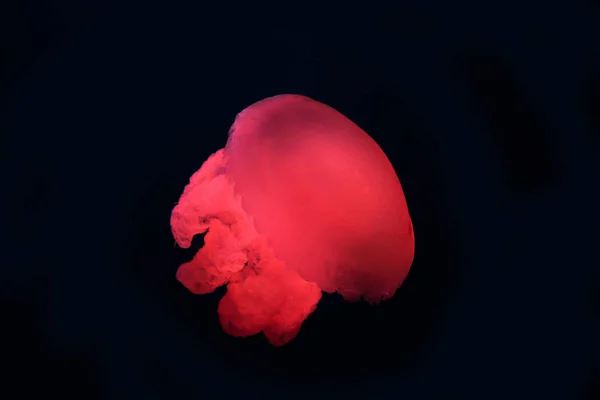 Blue blubber jellyfish with red neon light on black background — Stock Photo