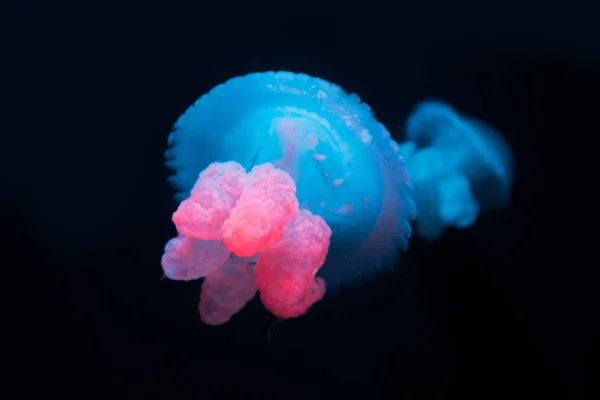 Blue blubber jellyfishes with neon light on black background — Stock Photo