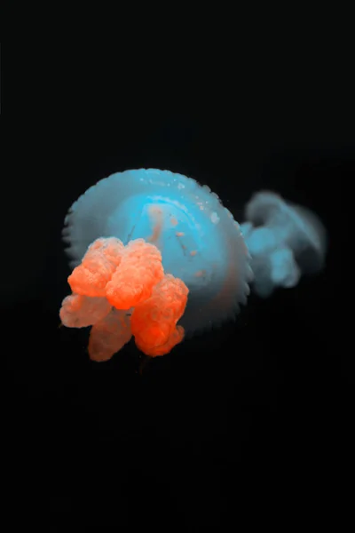 Blue blubber jellyfishes with neon light on black background — Stock Photo