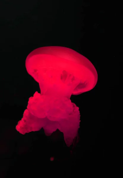 Azul blubber medusa com luz de néon vermelho no fundo preto — Fotografia de Stock