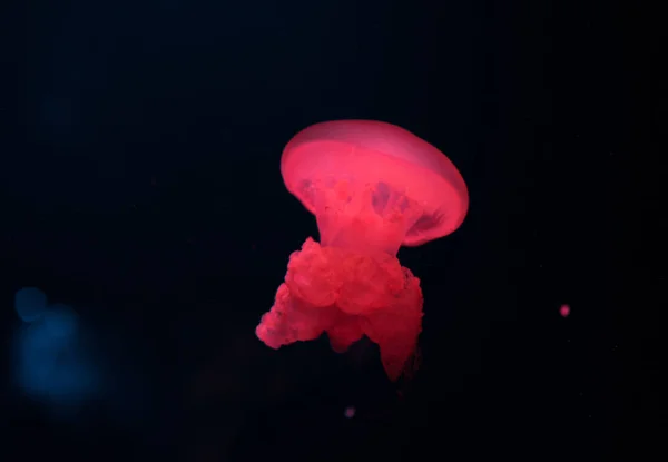 Blue blubber jellyfish in red neon light on black background — Stock Photo