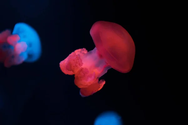 Enfoque selectivo de medusas de grasa azul con luces de neón sobre fondo negro - foto de stock