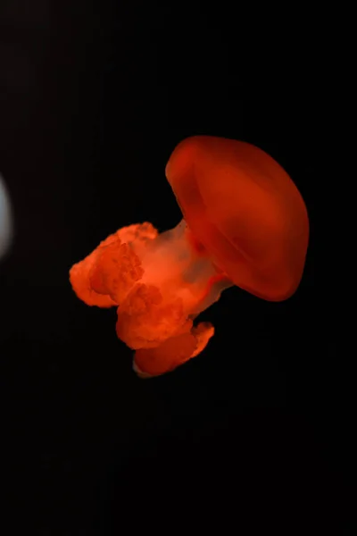 Medusas de grasa azul en luz de neón roja sobre fondo negro - foto de stock