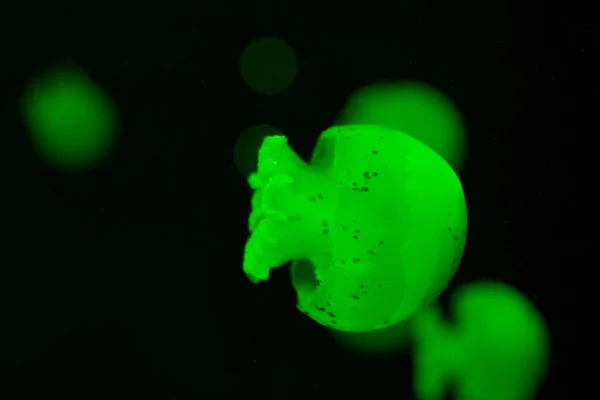 Selective focus of spotted jellyfishes in green neon light on black background — Stock Photo