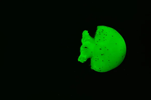 Spotted jellyfish in green neon light on black background — Stock Photo