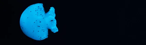Foto panorámica de medusas manchadas en luz de neón azul sobre fondo negro - foto de stock
