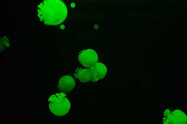 Jellyfishes with green neon light on black background — Stock Photo