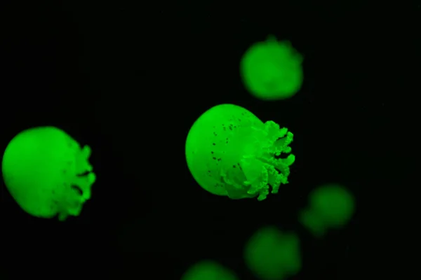 Focus selettivo di meduse con luce verde al neon su sfondo nero — Foto stock