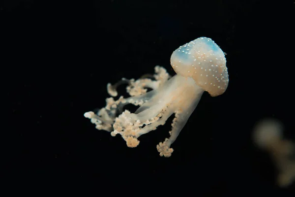 Spotted jellyfish with tentacles in light on black background — Stock Photo