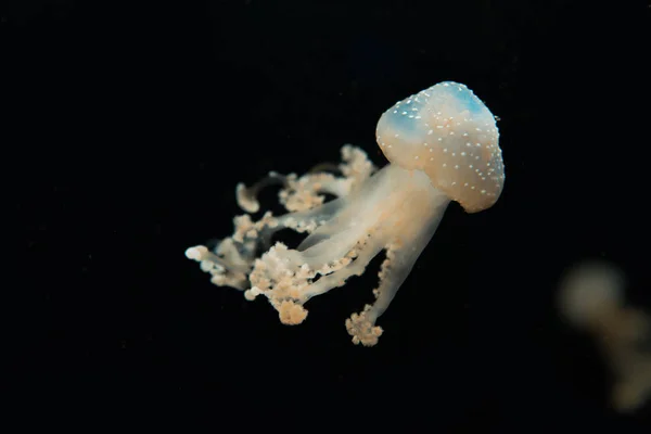 Medusas manchadas com tentáculos em luz sobre fundo preto — Fotografia de Stock