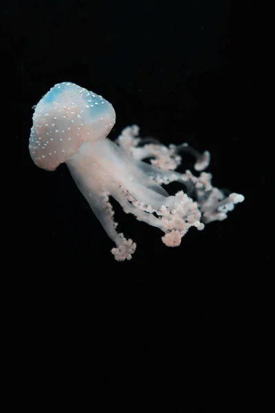 Medusas translúcidas manchadas en luz sobre fondo negro - foto de stock