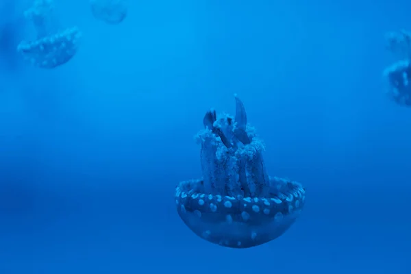 Foco seletivo de medusas manchadas em fundo azul — Fotografia de Stock