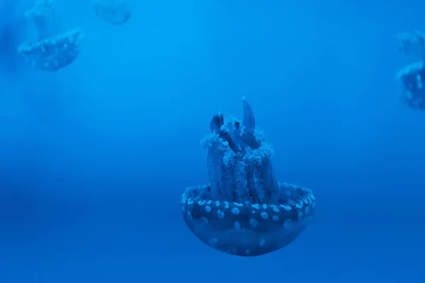 Selective focus of spotted jellyfishes on blue background — Stock Photo