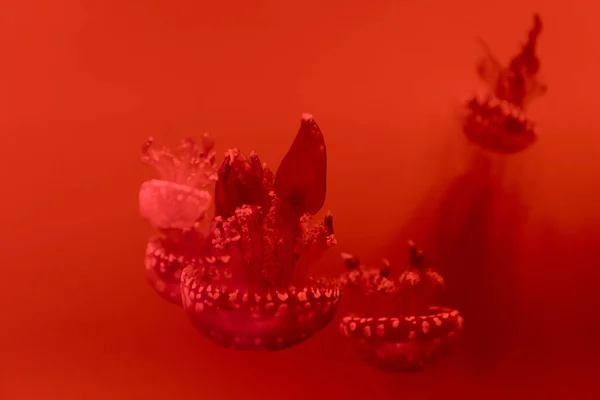 Focus selettivo di meduse maculate su sfondo rosso — Foto stock