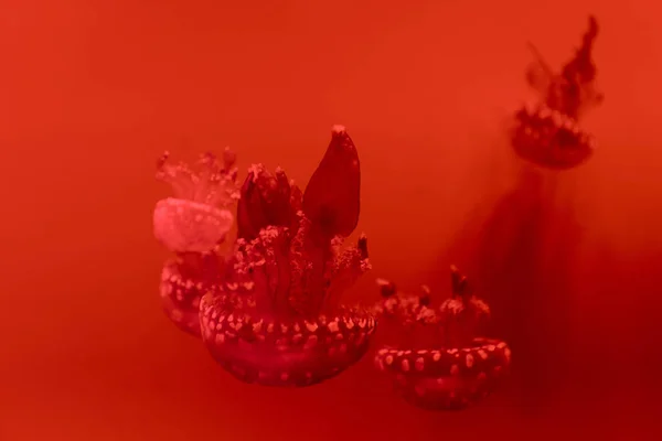 Selective focus of spotted jellyfishes on red background — Stock Photo