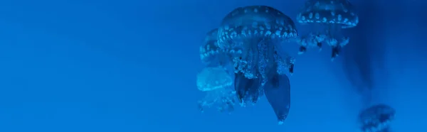 Panoramic shot of spotted jellyfishes on blue background — Stock Photo