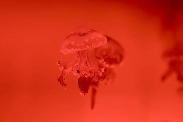 Enfoque selectivo de medusas sobre fondo rojo - foto de stock