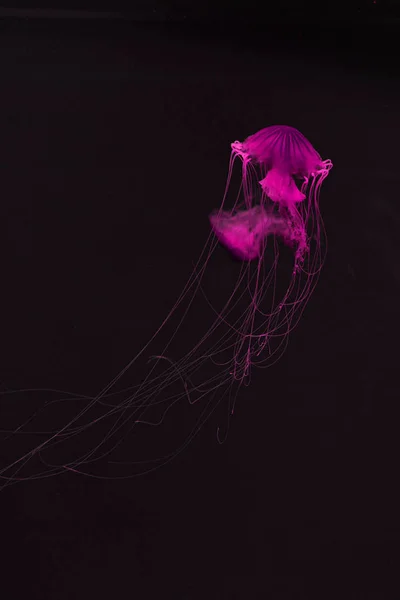 Compass jellyfishes in pink neon light on black background — Stock Photo