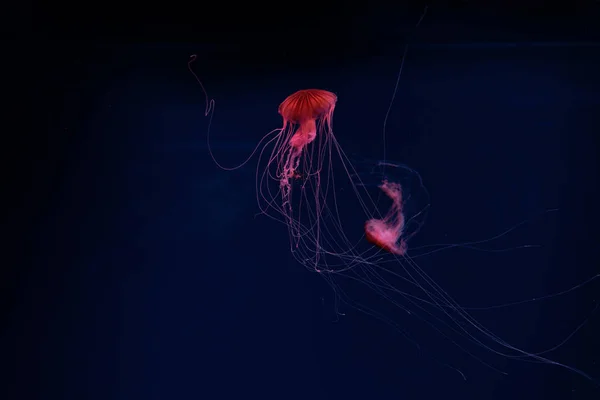 Boussole méduses en néon rouge clair sur fond sombre — Photo de stock