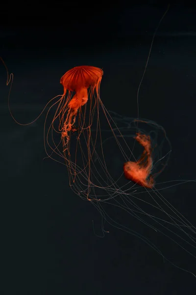 Enfoque selectivo de medusas de brújula en luz de neón roja sobre fondo oscuro - foto de stock
