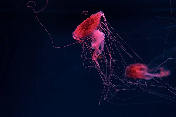 Selective focus of compass jellyfishes in pink neon light on dark background — Stock Photo