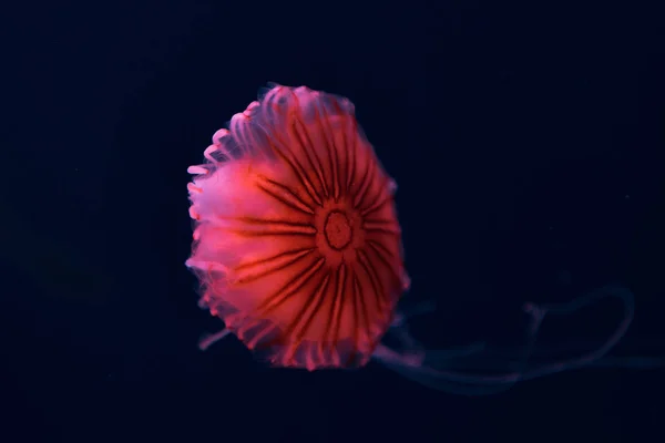 Compass jellyfish in pink neon light on dark background — Stock Photo