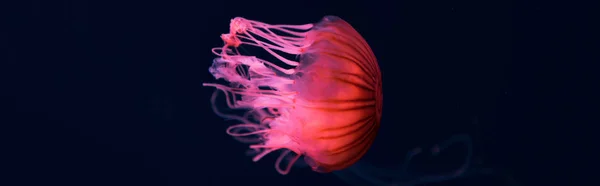 Panoramic shot of compass jellyfish with pink neon light on dark background — Stock Photo