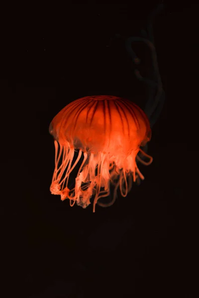 Boussole méduses avec néon rouge clair sur fond sombre — Photo de stock