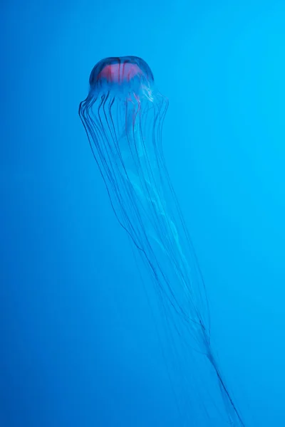 Japonês mar urtiga água-viva no fundo azul — Fotografia de Stock