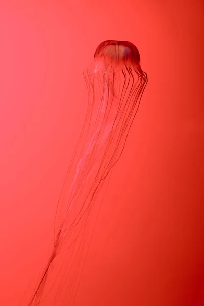 Japonês mar urtiga água-viva no fundo vermelho — Fotografia de Stock