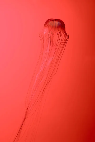 Medusas japonesas de ortiga sobre fondo rojo - foto de stock