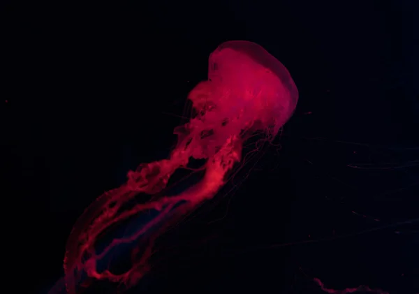 Jellyfish in red neon light on black background — Stock Photo