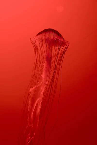 Meduse di ortica marina giapponese su sfondo rosso — Foto stock