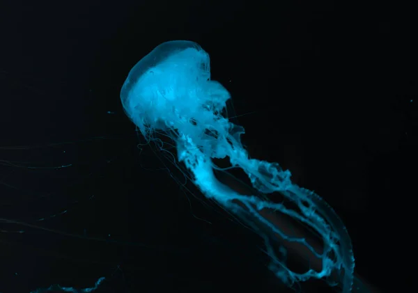 Medusas en luz de neón azul sobre fondo negro - foto de stock