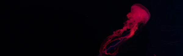 Panoramic shot of jellyfish in red neon light on black background — Stock Photo