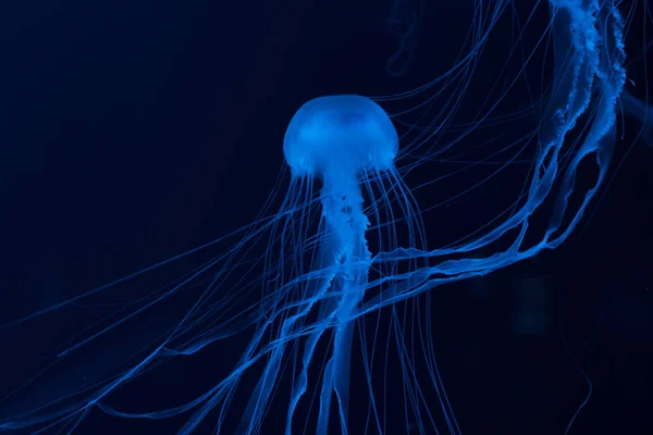 Medusas en luz de neón azul sobre fondo oscuro - foto de stock