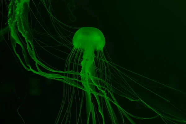 Jellyfishes in green neon light on dark background — Stock Photo