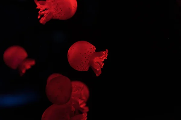 Foco seletivo de medusas em luz de néon vermelho no fundo preto — Fotografia de Stock