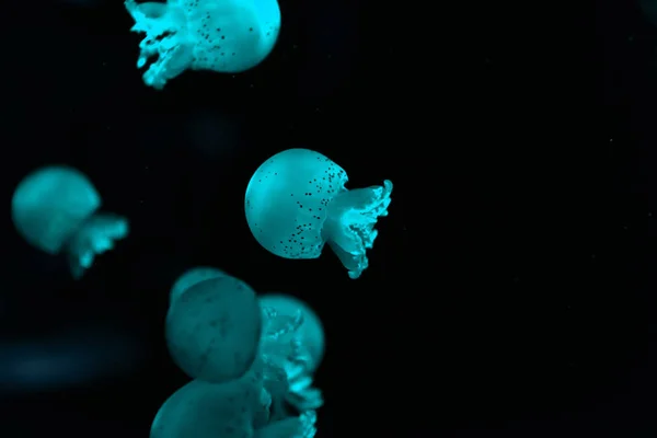 Selective focus of spotted jellyfishes in blue neon light on black background — Stock Photo