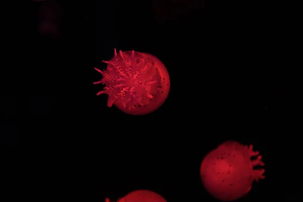 Méduses tachetées en lumière au néon rouge sur fond noir — Photo de stock