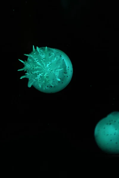 Spotted jellyfishes in green neon light on black background — Stock Photo