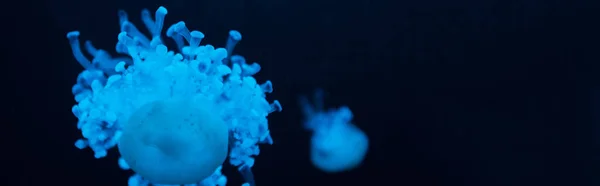 Cassiopea jellyfishes in blue neon light on dark background, panoramic shot — Stock Photo