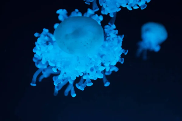 Medusas de guisante en luz de neón azul sobre fondo oscuro - foto de stock