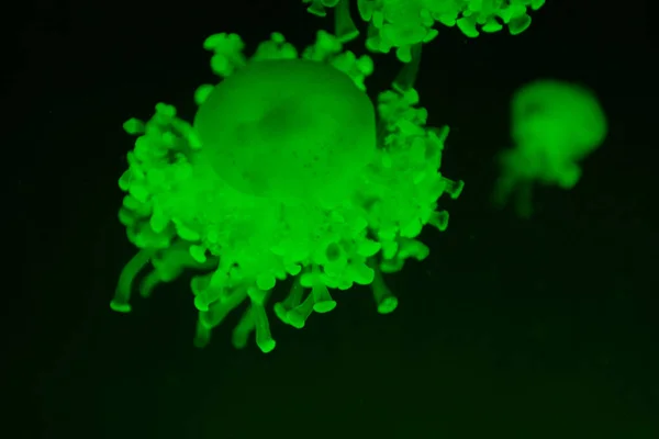 Cassiopea jellyfishes in green neon light on dark background — Stock Photo